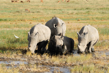 White rhinoceros