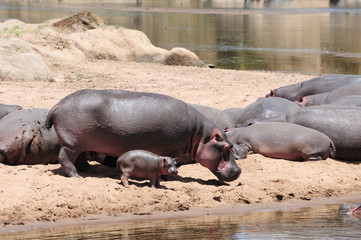 Hippo