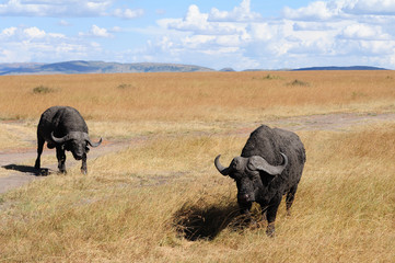 Fototapeta premium buffalo