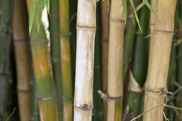 Fusti di bambu