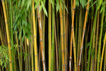 Bambus 1
