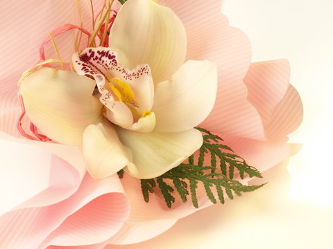 Fototapeta White orchid, closeup
