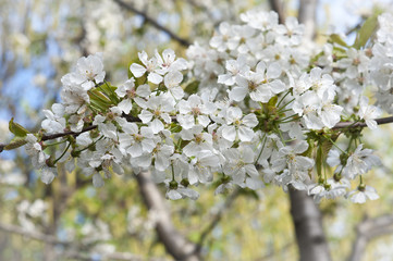 cherry trees in bloom