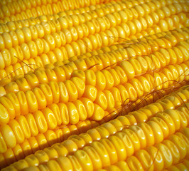 corn closeup