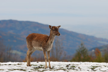 one young deer in the mountains in winter