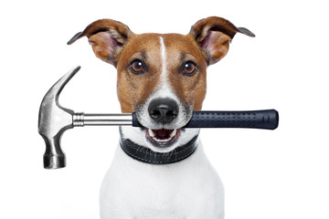 handyman dog with a hammer - obrazy, fototapety, plakaty