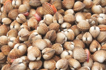 Cockles at the market ,Thailand