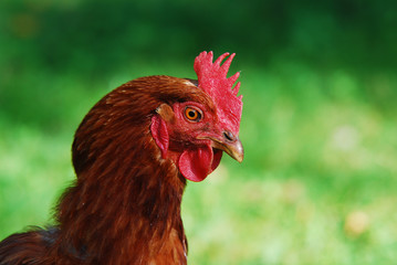 portrait of a chicken