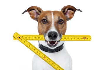handyman dog with a yellow folding ruler