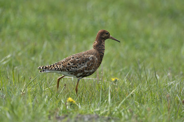 Ruff (Philomachus pugnax)