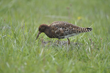 Ruff (Philomachus pugnax)