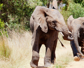 African Elephant chucking dirt