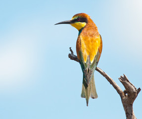 Bee-eater with left copy space