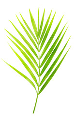 green leaf of palm tree isolated on white