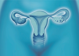 Uterus, Gebärmutter - obrazy, fototapety, plakaty