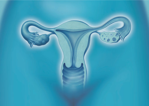 Uterus, Gebärmutter