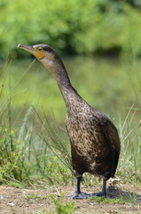 Great Cormorant on ground
