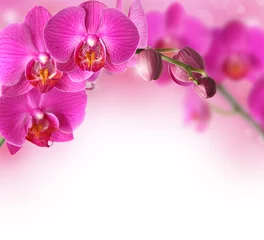 Peel and stick wall murals Orchid Orchids design border with copy space