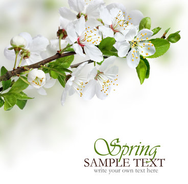 Fototapeta Spring flowers design border background