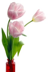 pink tulips