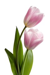 Fototapeta premium pink tulips