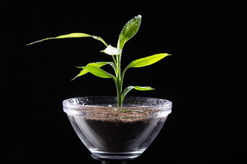 Pflanze mit Erde in Glas Bonsai Nahaufnahme
