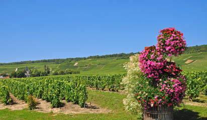 der berühmte Weinort Oger in der Champagne