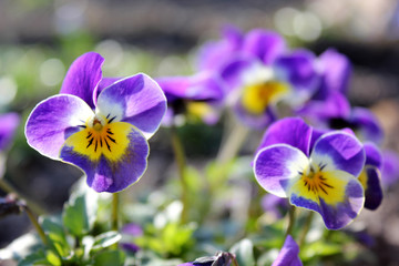 Stiefm&uuml;tterchen