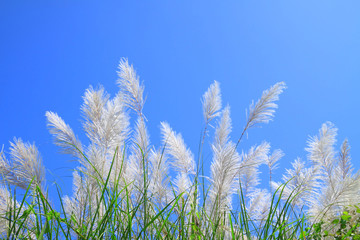 Grass flower and blue sky