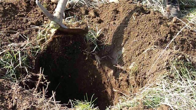 holding a hoe and digging