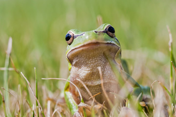 Small green frog on grass