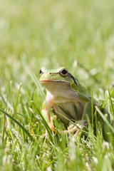 Obraz premium Small green frog