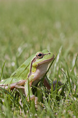 Small green frog