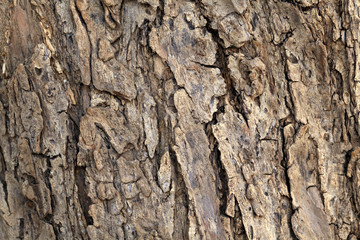 Bark of Olive Tree