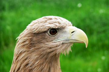 Close side  view of head of Royal eagle