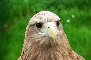 Close front  view of head of Royal eagle
