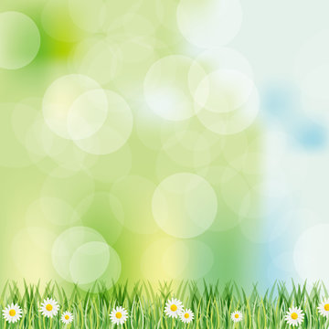 spring background with daisy