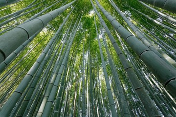 dynamic bamboo forest