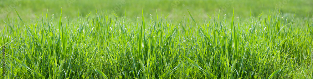 Wall mural green spring grass, panorama