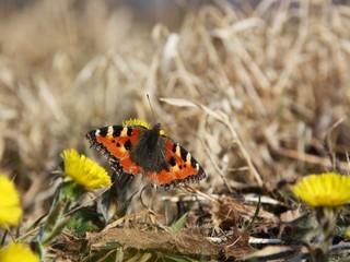 Kleiner Fuchs, Aglais urticae
