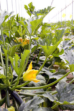 cultivo de plantas calabacin en invernadero flores y futos