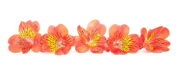 Red Alstroemeria Lily Spray isolated on white background