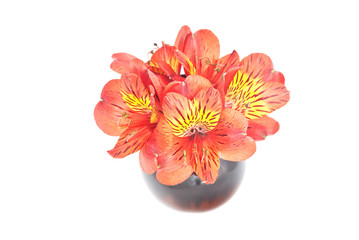 Red Alstroemeria Lily bouquet isolated on white background