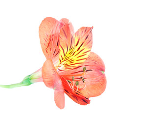 Red Alstroemeria Lily Spray isolated on white background
