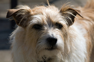 Portrait of a terrier