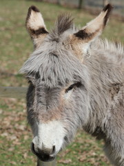 Fototapeta premium Eselportrait