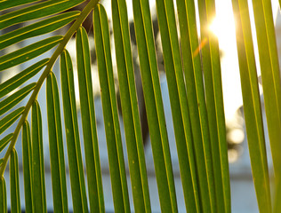 Palm aperture