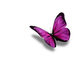 Obraz na płótnie Canvas Violet butterfly, isolated on white background
