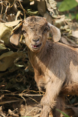 Fototapeta premium Petite chevre