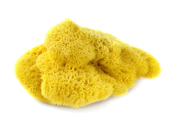 Natural sponge